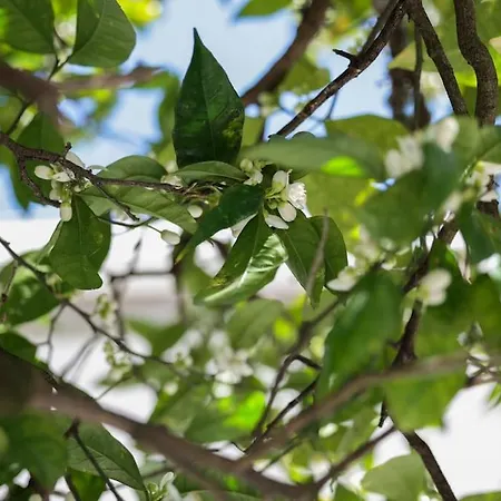 Ferienhaus Casa Do Vale - Moradia-rio Minho-seixas-caminha - Casa De Ferias Completa Com Piscina *